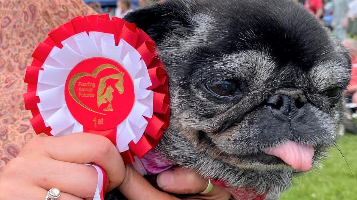 paws-itive-news-peasedown-party-in-the-park-will-hold-dog-show-again